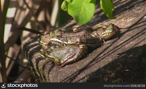 Mehrere Frosche sitzen auf einem Stein in der Sonne und springen nacheinander weg; uber ihnen grune Blatter.