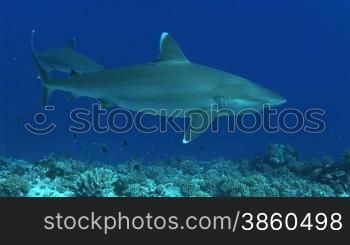 Mehrere Silberspitzenhaie (Carcharhinus albimarginatus), silvertip shark, schwimmen im Meer.
