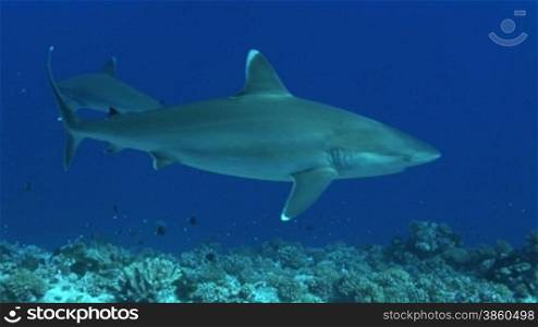 Mehrere Silberspitzenhaie (Carcharhinus albimarginatus), silvertip shark, schwimmen im Meer.