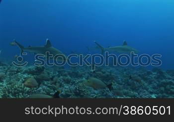 Mehrere Silberspitzenhaie (Carcharhinus albimarginatus), silvertip shark, schwimmen, zwischen anderen Fischen, im Meer.