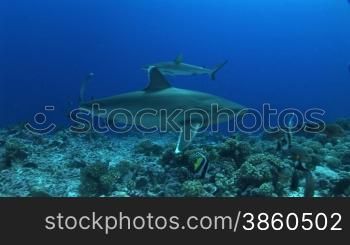 Mehrere Silberspitzenhaie (Carcharhinus albimarginatus), silvertip shark, schwimmen, zwischen anderen Fischen, im Meer.