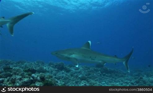 Mehrere Silberspitzenhaie (Carcharhinus albimarginatus), silvertip shark, schwimmen, zwischen anderen Fischen, im Meer.