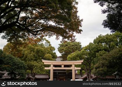 Meiji Jingu Shrine Historic Wooden Torii gate under big trees - Most important shrine and city green space of Japan capital city.
