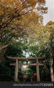 Meiji Jingu Shrine Large grand historic Wooden Torii gate under big trees - Most important shrine and city green space of Japan capital city.