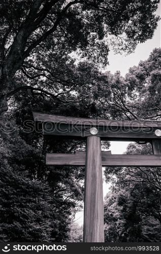 Meiji Jingu Shrine Large grand historic Wooden Torii gate under big trees - Most important shrine and city green space of Japan capital city. Black and white image