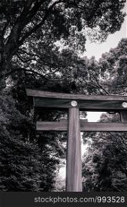 Meiji Jingu Shrine Large grand historic Wooden Torii gate under big trees - Most important shrine and city green space of Japan capital city. Black and white image