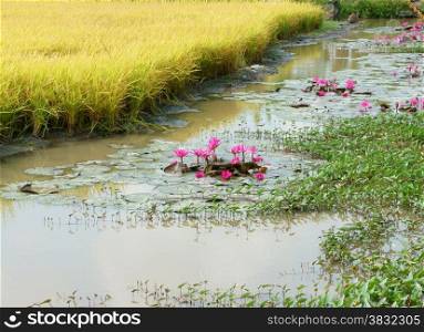 Mekong Delta, Vietnam rural, landscape with yellow rice field, green water spinach on river, pink lily flower make beautiful Vietnamese countryside for travel