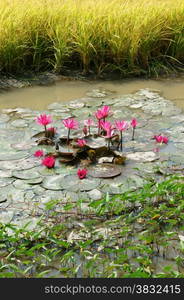 Mekong Delta, Vietnam rural, landscape with yellow rice field, green water spinach on river, pink lily flower make beautiful Vietnamese countryside for travel