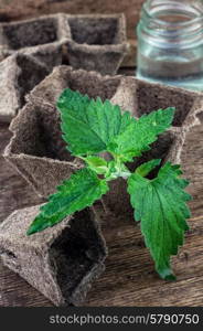 Melissa officinalis herb on wooden table top