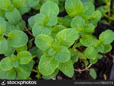 Melissa officinalis or Balm mint plant