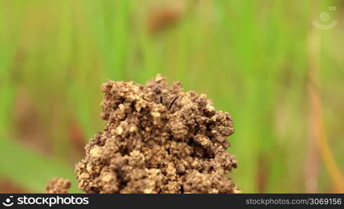 Melittidae in the nest