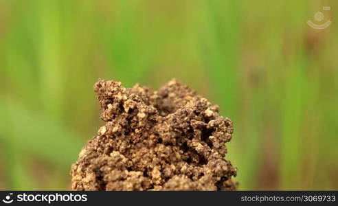 Melittidae in the nest