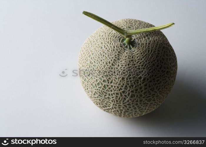 Melon