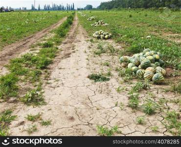melon field with heaps of ripe watermelons in summer