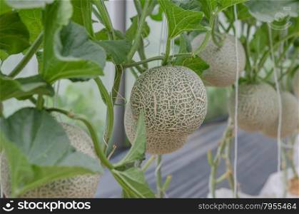 Melon . Melon in a vegetable garden