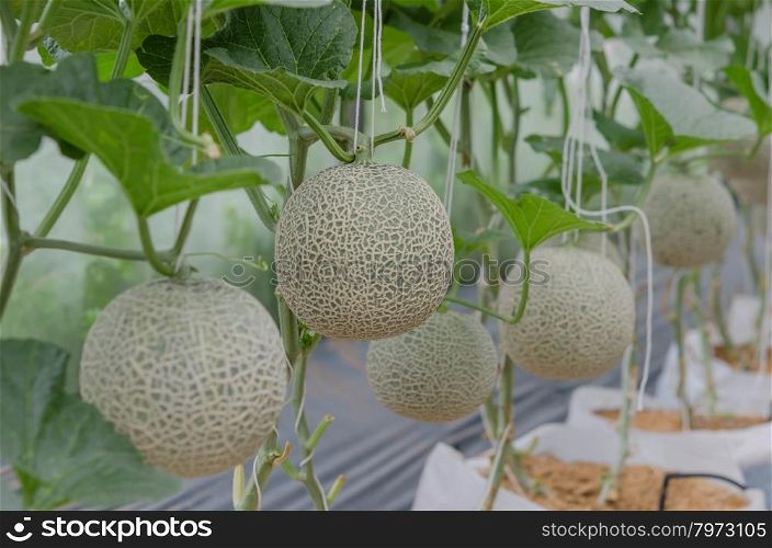 Melon . Melon in a vegetable garden