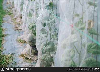 melon plant covering with net growing in green house in organic farm
