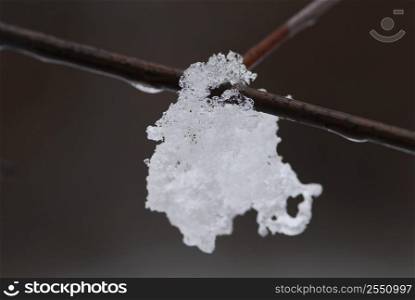 Melting snow hanging on a tree branch in winter