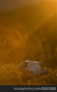 Memento mori concept. Memento mori concept. Animal skull in a atumn grass, sunrise morning