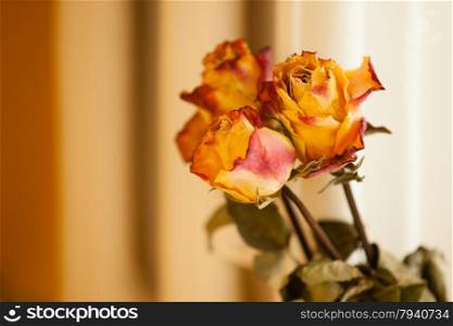 Memory of love. Closeup of dried red yellow roses on orange wall background. Indoor.