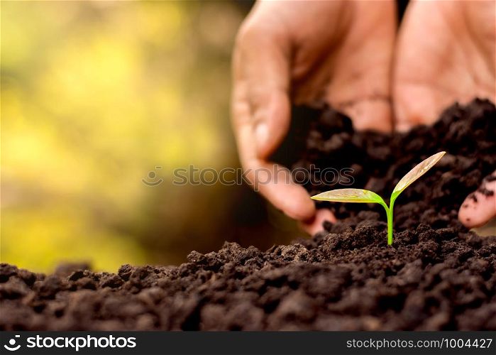 Men hand are planting the seedlings into the soil.