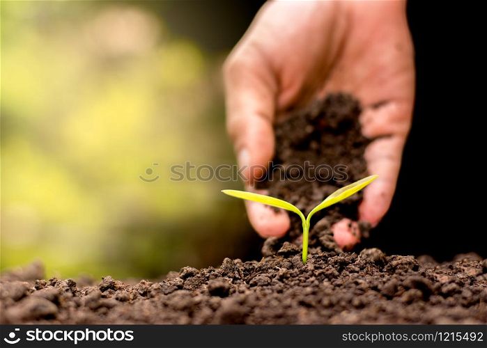 Men hand are planting the seedlings into the soil.