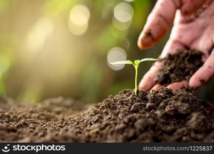 Men hand are planting the seedlings into the soil.