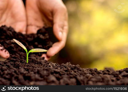 Men hand are planting the seedlings into the soil.