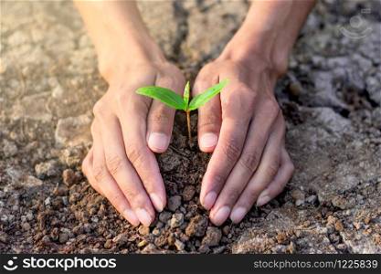 Men hands are planting the sedling into the soil,ecology concept.