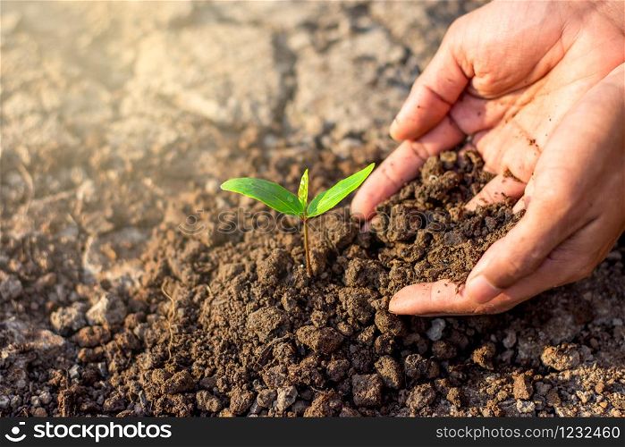 Men hands are planting the seedling into the soil,ecology concept.