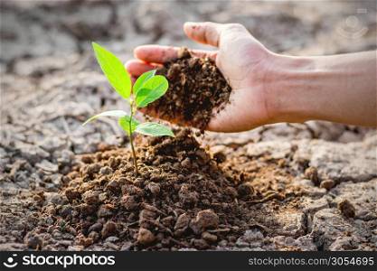 Men hands are planting the seedlings into the arid soil.