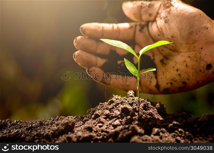 Men hands are planting the seedlings into the fertile soil, ecology concept.
