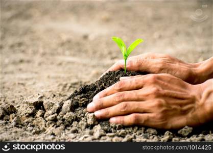 Men hands are planting the seedlings into the soil.