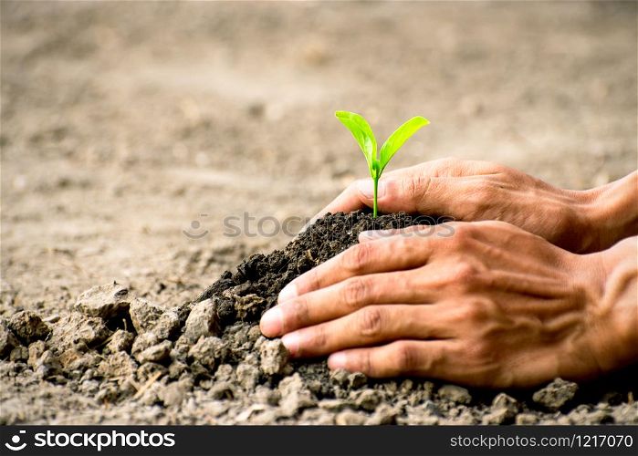 Men hands are planting the seedlings into the soil,e cology concept.