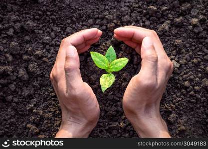 Men hands are planting the seedlings into the soil, ecology concept.