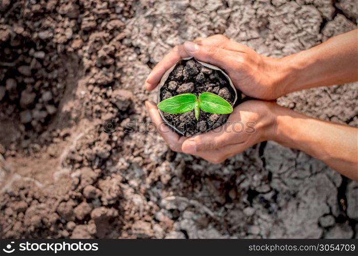 Men hands are planting the seedlings into the soil, ecology concept.