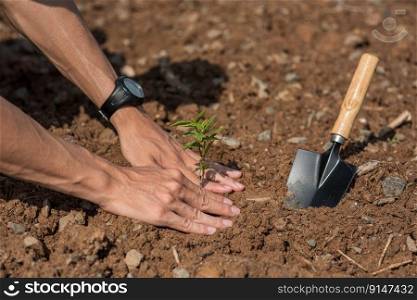 Men plant trees in the soil to conserve nature. Selective focus.