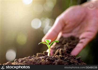 Men&rsquo;s hands are planting seedlings into fertile soil.