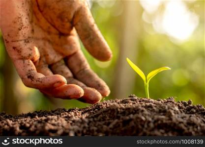 Men's hands are planting seedlings into the soils.