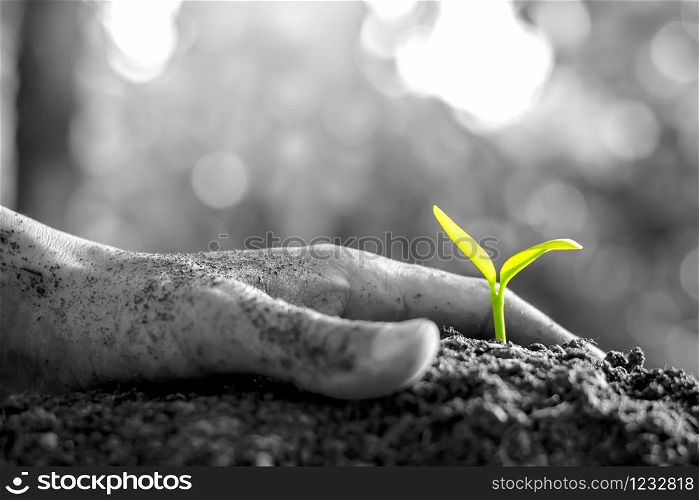 Men&rsquo;s hands are planting seedlings into the soils, black and white tone.