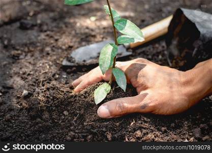 Men&rsquo;s hands are planting seedlings into the soils, ecology concepts.