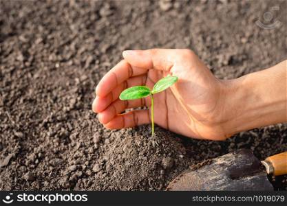 Men&rsquo;s hands are planting seedlings into the soils, ecology concepts.