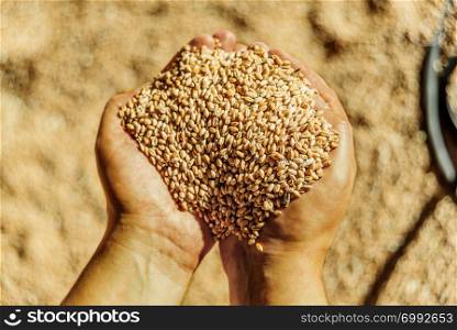 Men&rsquo;s hands holding a heap of of ripe wheat grains against the background of spilled grains