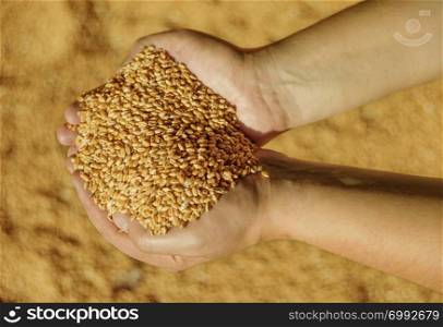 Men&rsquo;s hands holding a heap of of ripe wheat grains against the background of spilled grains