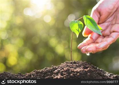 Men's right hand is watered with seedlings growing from fertile soil. While the morning sun was shining, ecology concept.