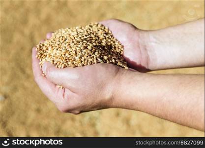 Men's hands holding a heap of of ripe wheat grains against the background of spilled grain
