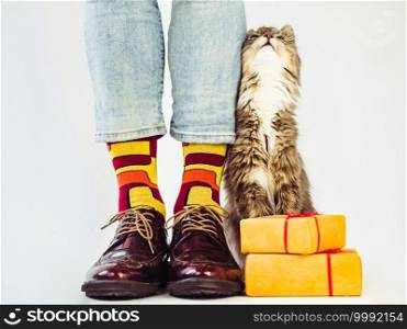 Men’s legs, stylish shoes, colorful socks with a pattern and a gray, fluffy kitten. Concept of style, fashion and beauty. Men’s legs, stylish shoes, colorful socks with a pattern