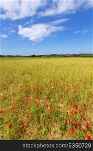 Menorca Ciutadella green grass meadows with red poppies at Balearic Islands