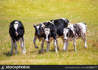 Menorca Friesian cow cattle grazing in green meadow at Balearic Islands of Spain