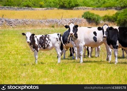 Menorca Friesian cow cattle grazing in green meadow at Balearic Islands of Spain
